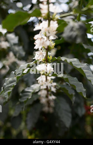 Le café les fleurs sont en fleurs sur un arbre dans le district de Kasese, en Ouganda. Banque D'Images