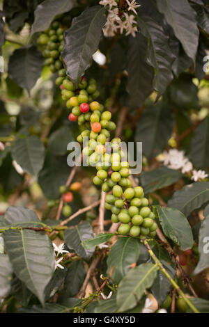 Les cerises de café frais poussent sur l'arbre dans le district de Kasese, en Ouganda. Banque D'Images