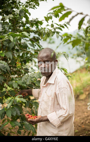 Un homme dans le district de Kasese café les récoltes, l'Ouganda, l'Afrique de l'Est. Banque D'Images