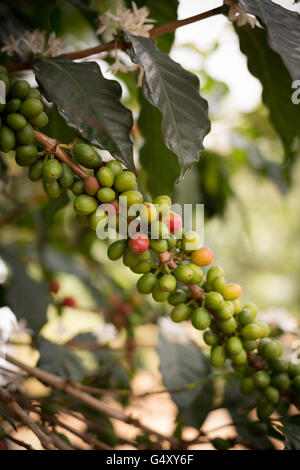 Les cerises de café frais poussent sur l'arbre dans le district de Kasese, en Ouganda. Banque D'Images