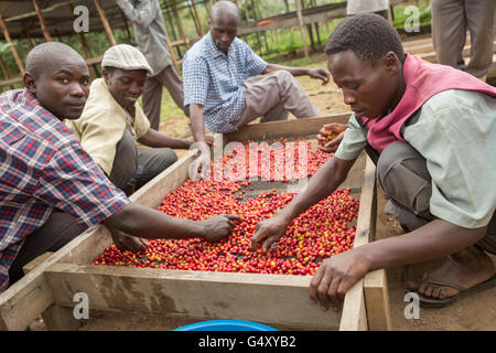 Les cerises de café fraîchement récoltées sont portées à une coopérative pour le tri et le contrôle de qualité dans l'Ouganda. Banque D'Images