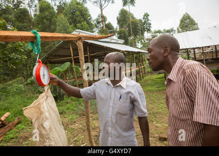 Un sac de cerises de café fraîchement récoltés est pesé par un exploitant dans le district de Kasese, en Ouganda. Banque D'Images