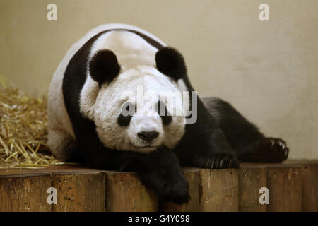 Gâteau Panda pour les gardiens de zoo. Tian Tian le panda dans son enceinte au zoo d'Édimbourg. Banque D'Images