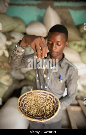 Un employé de l'entrepôt prélève un échantillon de café au café un entrepôt à Kasese, en Ouganda. Banque D'Images