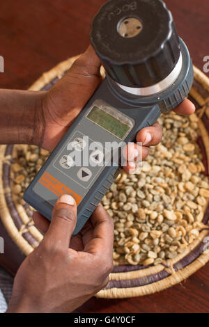 Un échantillon est mesurée dans un compteur d'humidité à l'entrepôt d'un producteur de café à Kasese, en Ouganda. Banque D'Images