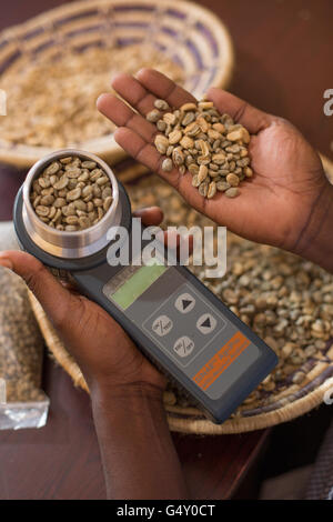 Un échantillon est mesurée dans un compteur d'humidité à l'entrepôt d'un producteur de café à Kasese, en Ouganda. Banque D'Images