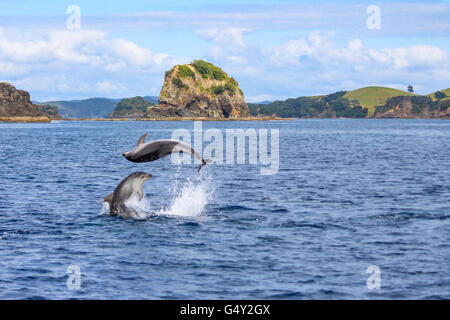 Nouvelle Zélande, île du Nord, Northland, Pahia, Bay of Islands, Dolphin Tour Banque D'Images