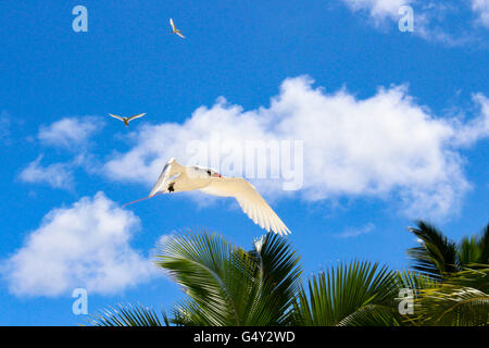 Les Îles Cook, l'île de miel, Aitutaki, Lagoon, oiseau Banque D'Images