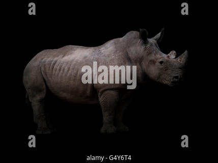 Rhinocéros blanc, carré-lipped rhinoceros en fond sombre Banque D'Images