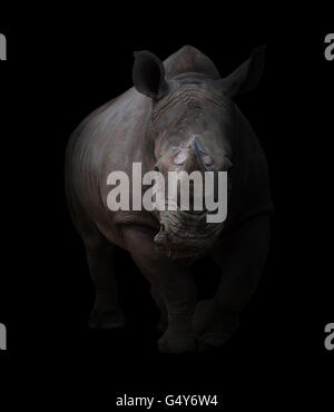 Rhinocéros blanc, carré-lipped rhinoceros en fond sombre Banque D'Images