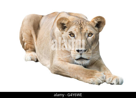 Femme lion isolé sur fond blanc Banque D'Images