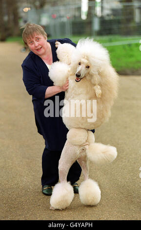 Crufts caniche Banque D'Images