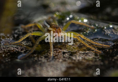 Araignée dolomedes fimbratus radeau Banque D'Images