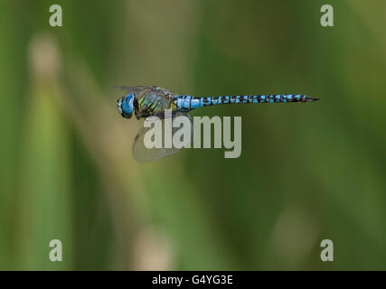 Hawker Aeshna affinis migrants du sud en vol de libellules Banque D'Images