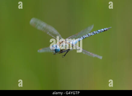 Hawker Aeshna affinis migrants du sud en vol de libellules Banque D'Images