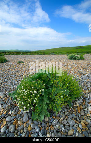 Le chou Crambe maritima (mer) croissant dans les cailloux à Cuckmere Haven, Sussex. Banque D'Images