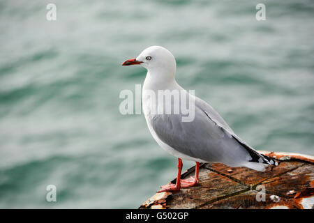 La NOUVELLE ZELANDE, Auckland, Seagull pacifique dans le port d'Auckland Banque D'Images