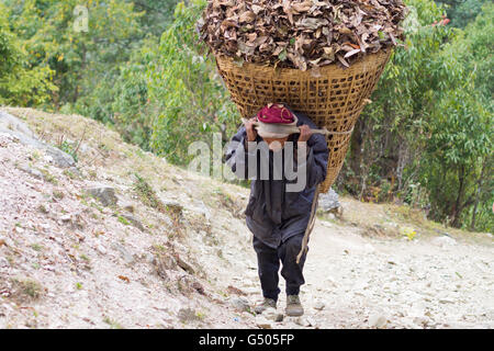 Le Népal, Région de l'Ouest, Ghode Pani, sur le circuit de l'Annapurna - Jour 12 - De Tatopani à Chitre - feuillage sur la route de Tatopani à Chitre Banque D'Images