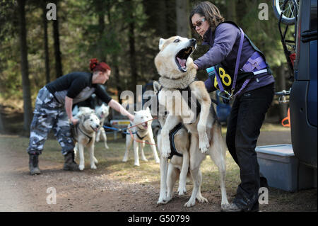 Les chiens sont impatients de commencer comme les concurrents les préparent pendant la course de chiens de traîneau Wyedean Quest à Mallards Pike dans la forêt de Dean, Gloucestershire.APPUYEZ SUR ASSOCIATION photo.Date de la photo: Dimanche 26 février 2012.Le crédit photo doit être lu : Tim Ireland/PA Wire Banque D'Images