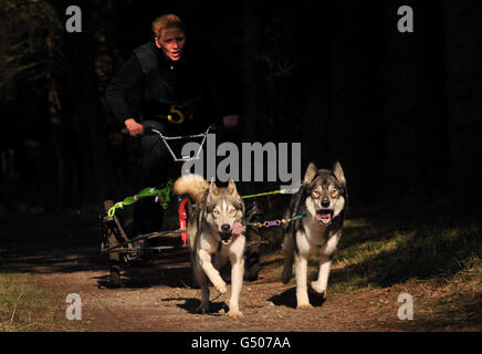 Un masher et son équipe de chiens dans la course de chiens de traîneau Wyedean Quest à Mallards Pike dans la forêt de Dean, Gloucestershire. Banque D'Images