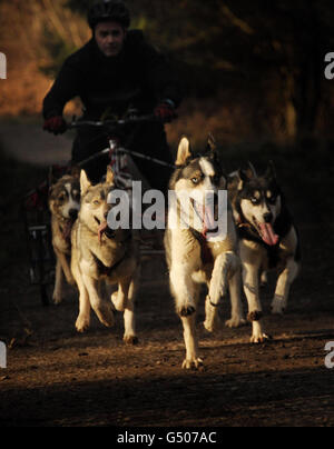 Chien de traîneau Wyedean Quest.Une équipe de chiens dans la course de chiens de traîneau Wyedean Quest à Mallards Pike dans la forêt de Dean, Gloucestershire. Banque D'Images