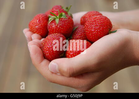 Fraîchement récolté fraises Banque D'Images