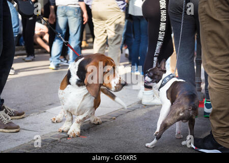 Deux chiens chaque message d'autres en reniflant. Banque D'Images