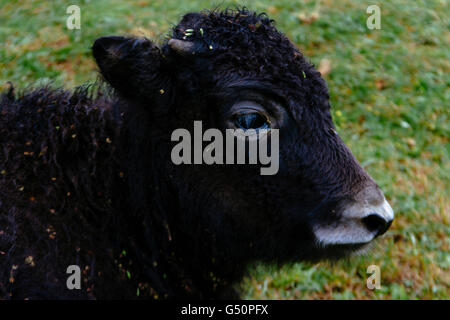 Nyingchi, Tibet, Chine - Le point de vue d'un beau bébé yak assis sur le sol. Banque D'Images