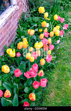 Tulipes jaunes et roses de jardin à côté de la frontière en pelouse, UK Banque D'Images