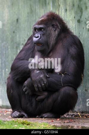 Mumba, un Gorilla de l'Ouest des basses terres de 22 ans, accueille son nouveau-né, âgé de 2 semaines, sans nom, au parc animalier de Port Lympne, près d'Ashford, dans le Kent. Banque D'Images