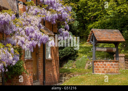 Berkshire Cottage Glycines UK Banque D'Images