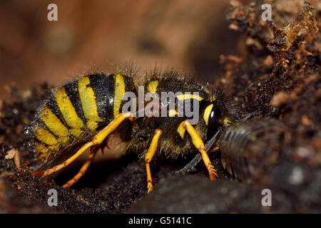 Guêpe Dolichovespula sylvestris arbre (queen). Une guêpe de la famille des Vespidés et, montrant l'identification sur le thorax et l'abdomen Banque D'Images