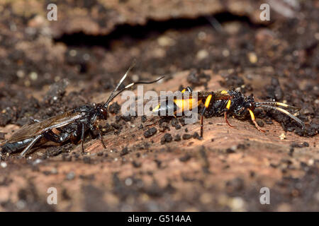 Stenichneumon culpator et mouche Ichneumon stramentor. Les guêpes de la famille des Ichneumonidae, parasitoïdes des larves de lépidoptères Banque D'Images