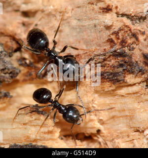 Jet Black fourmis (Lasius fuliginosus). Les travailleurs de la famille Formicidae, montrant la tête en forme de coeur distinctif d'espèces Banque D'Images
