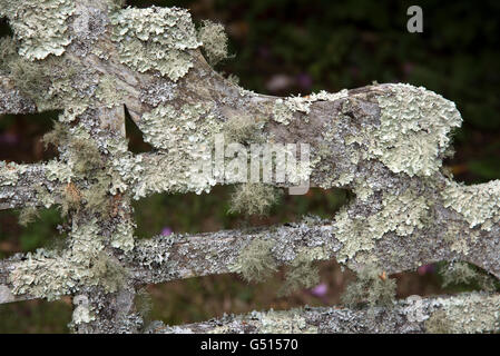 Un siège de jardin en bois recouvert de lichen Banque D'Images