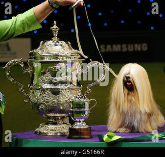 Elizabeth, une Lhassa Apso, gagnante du titre de meilleur spectacle, propriété de Margaret Anderson, au Crufts 2012 tenu au NEC, Birmingham. Banque D'Images