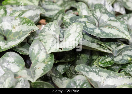 L'argent d'éclaboussures et marqué feuillage de la forêt chinoise pérenne, Asarum splendens 'Quicksilver' Banque D'Images