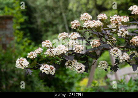 Fleurs blanches et son feuillage foncé de l'arbuste, hardy physocarpe Physocarpus opulifolius 'Diablo' Banque D'Images