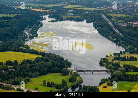 Plantes aquatiques, aériennes, l'Elodea nuttallii élodée, elodea, Kemnader Kemnade, réservoir à la périphérie de Witten, Bochum Banque D'Images