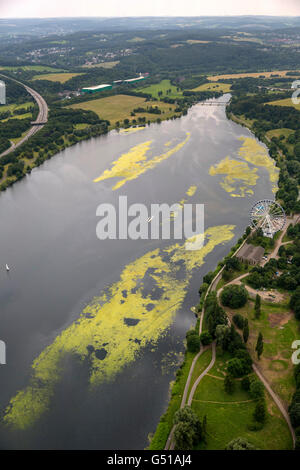 Plantes aquatiques, aériennes, l'Elodea nuttallii élodée, elodea, centrale électrique de l'eau de l'Association de la Ruhr, Kemnader réservoir, Banque D'Images