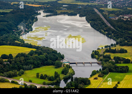Plantes aquatiques, aériennes, l'Elodea nuttallii élodée, elodea, centrale électrique de l'eau de l'Association de la Ruhr, Kemnader réservoir, Banque D'Images