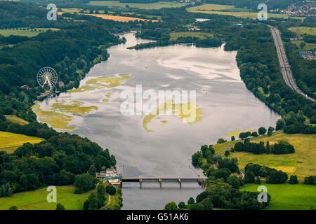 Plantes aquatiques, aériennes, l'Elodea nuttallii élodée, elodea, centrale électrique de l'eau de l'Association de la Ruhr, Kemnader réservoir, Banque D'Images