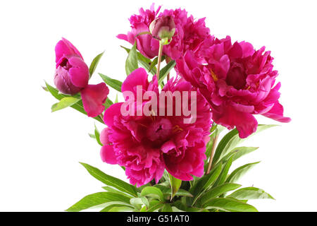 Bouquet de pivoines rose foncé sur fond blanc Banque D'Images