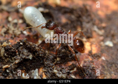 Myrmica ruginodis de transporter de grosses larves. Un déplacement d'une fourmi rouge grub à la sécurité à l'intérieur un nid Banque D'Images