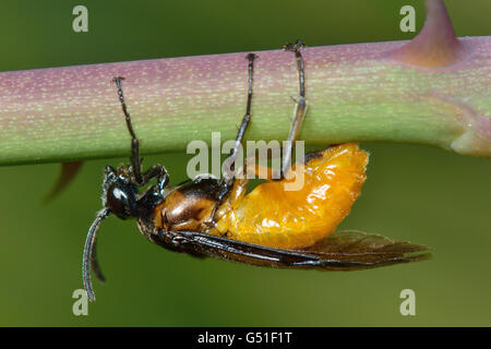 La tenthrède Arge ochropus (Rose) adulte. Petit insecte dans la famille Argidae, reposant sur l'Etat de souches, dog rose (rosa canina) Banque D'Images