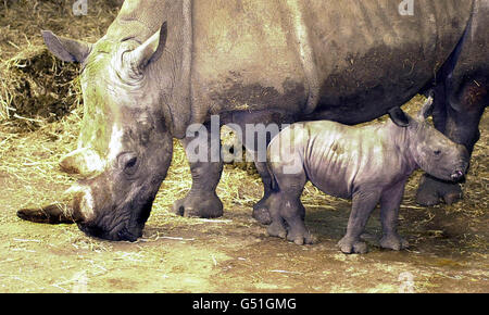 Le zoo de Whipsnade bébé rhinocéros Banque D'Images