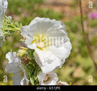 Closeup détail d'une fleur de ciste ciste blanc sur l'arbuste de jardin Banque D'Images