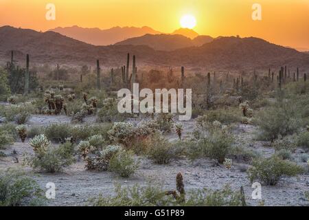 Coucher de soleil sur Saguaro Cactus dans le désert de Sonora National Monument près de Gila Bend, en Arizona. Banque D'Images