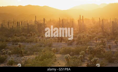 Coucher de soleil sur Saguaro Cactus dans le désert de Sonora National Monument près de Gila Bend, en Arizona. Banque D'Images