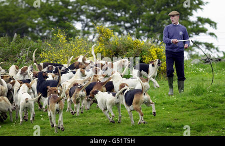 Chiens de chasse Fox Glasgow Banque D'Images